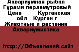 Аквариумная рыбка - Гурами перламутровый › Цена ­ 40 - Курганская обл., Курган г. Животные и растения » Аквариумистика   